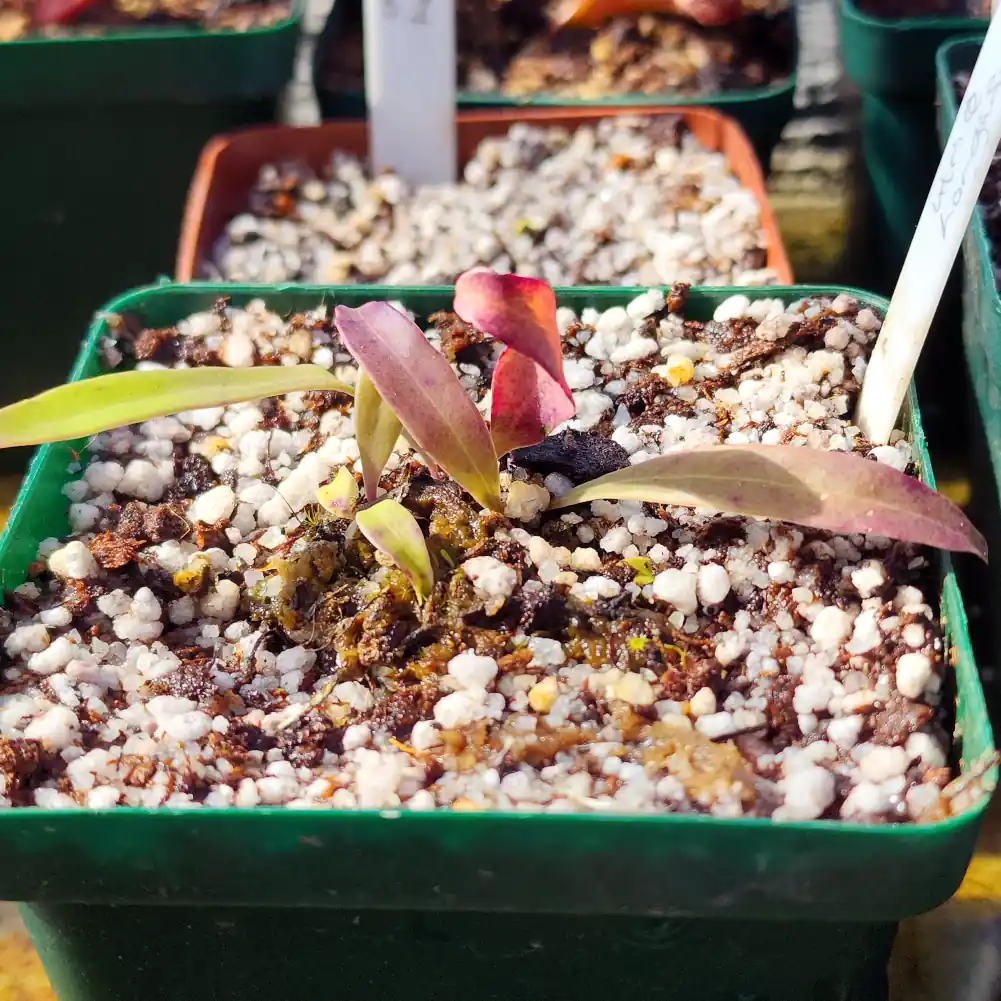 Utriqularia Longifolia