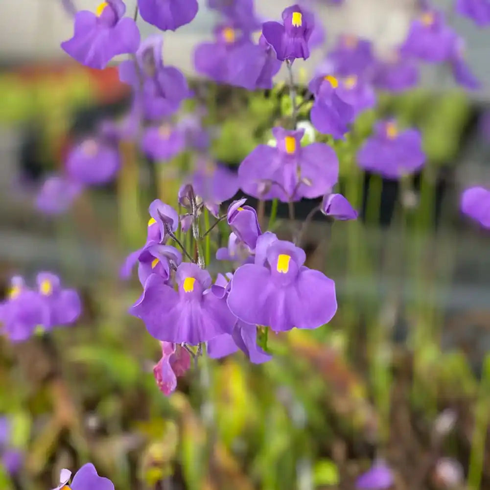 Utriqularia Longifolia