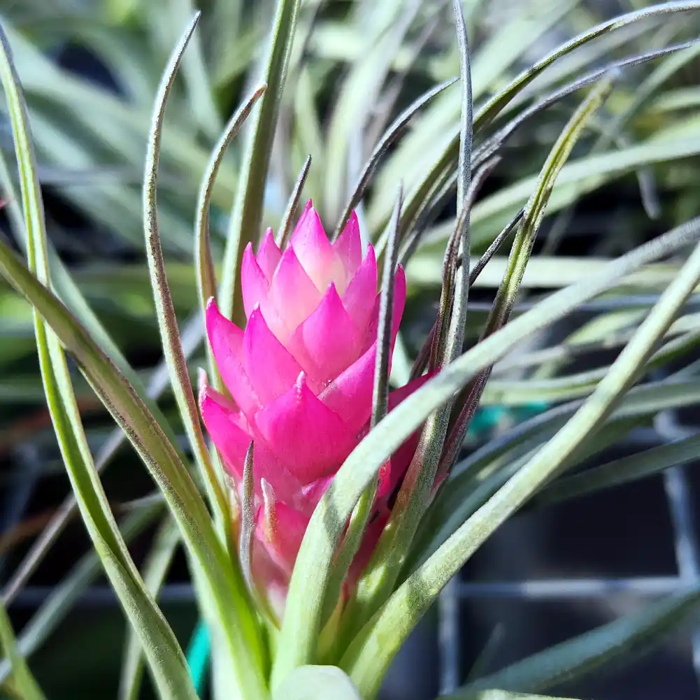 Tillandsia Stricta Irridescant