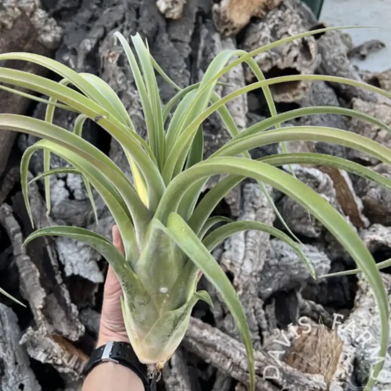 Capitata x Caput Medusae
