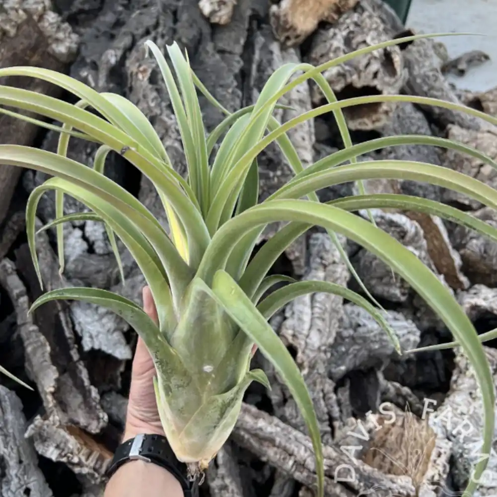 Capitata x Caput Medusae