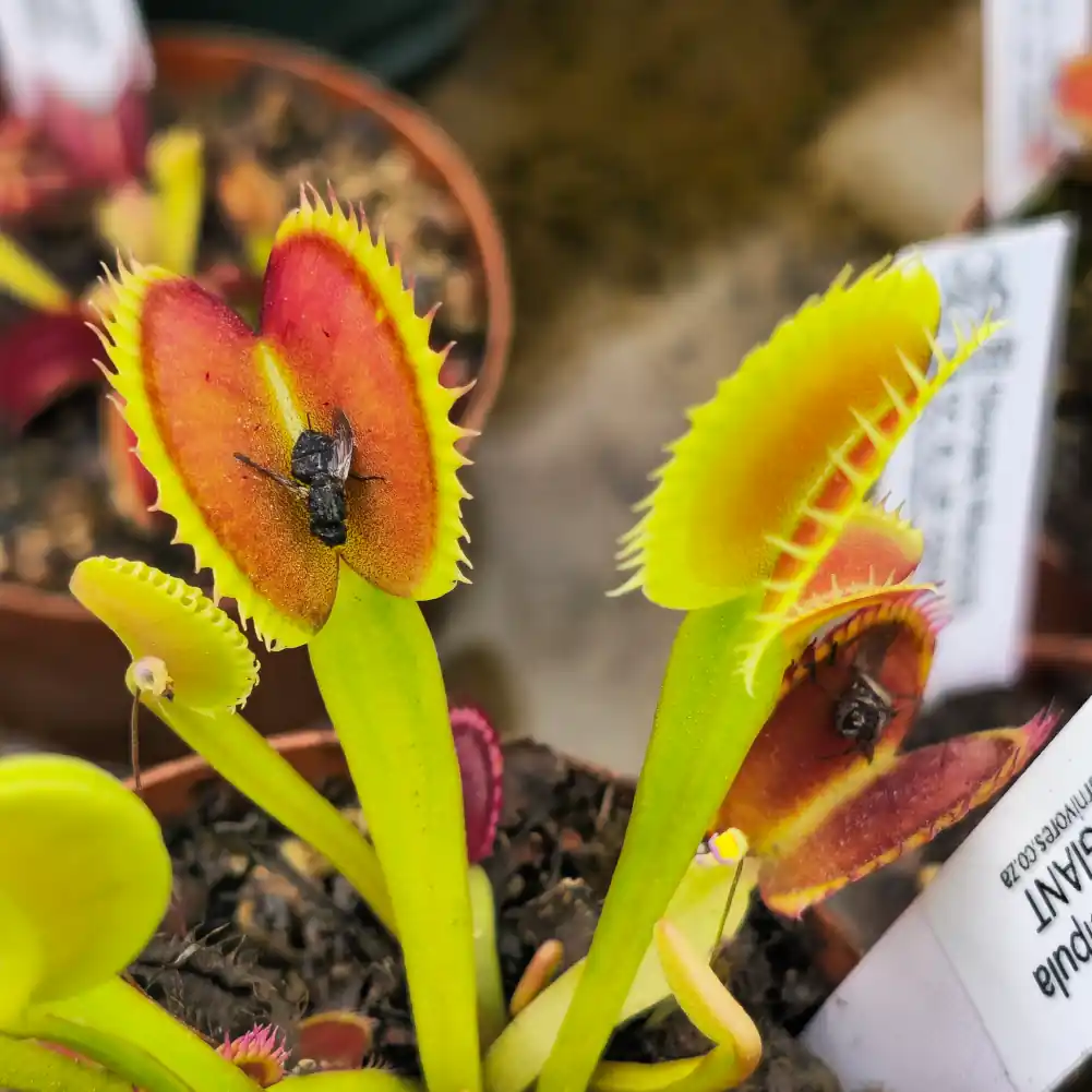 Venus Fly Trap DC XL Up Giant