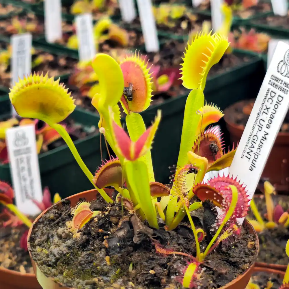Venus Flytrap - DCXL Up Giant - Image 3
