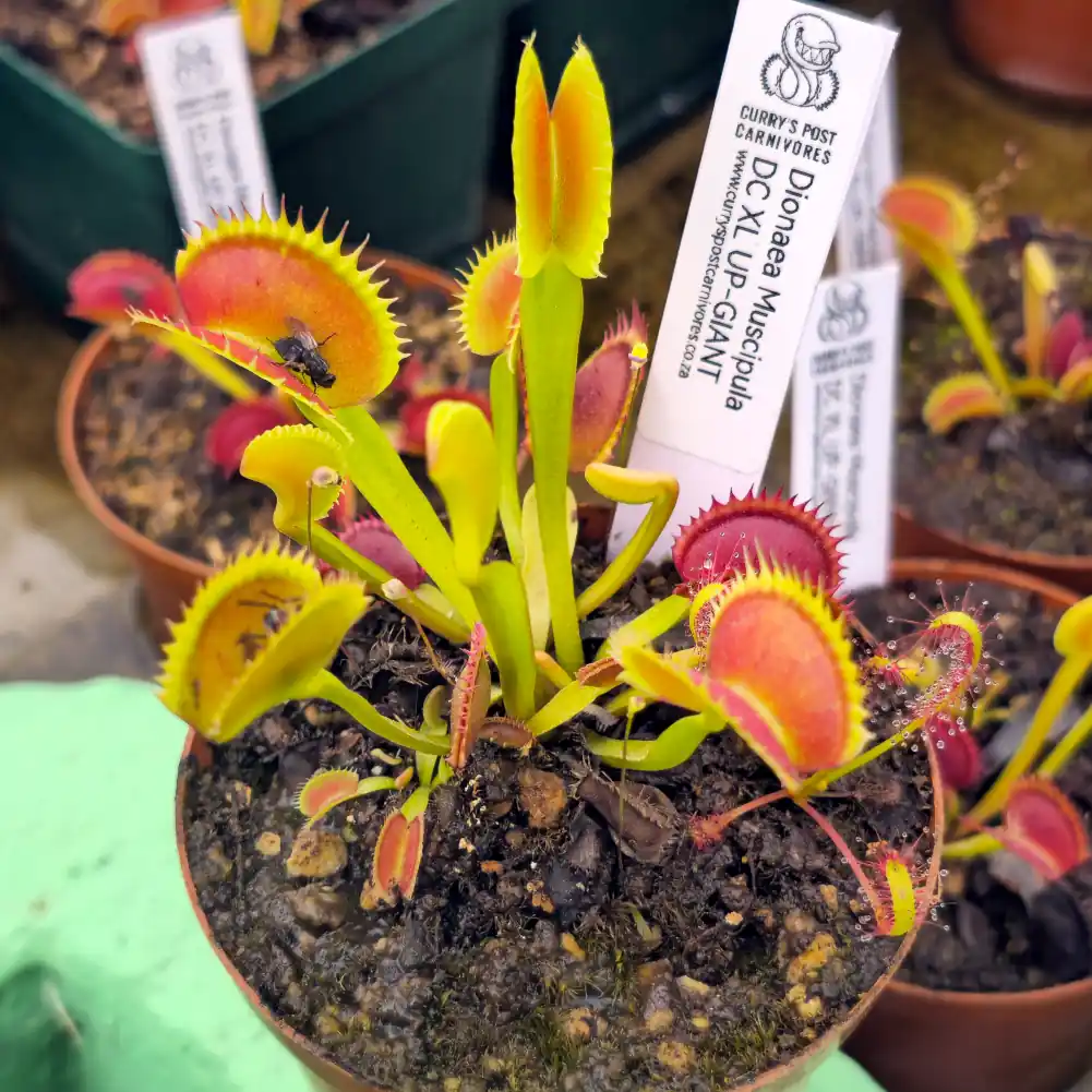 Venus Fly Trap DC XL Up Giant