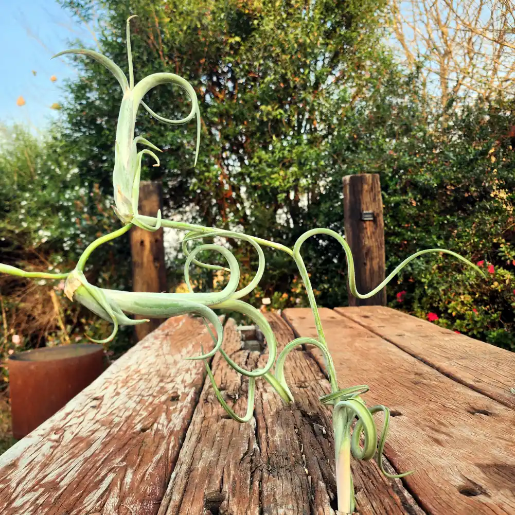 Tillandsia Intermedia