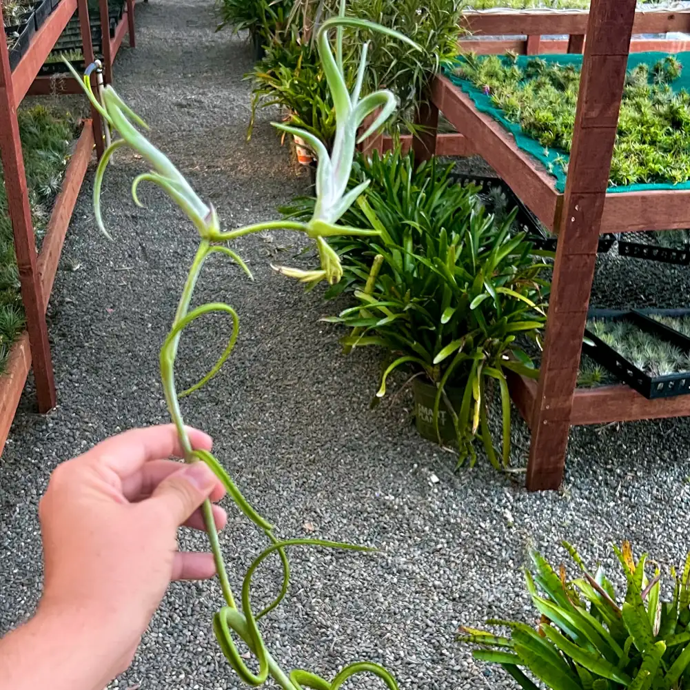 Tillandsia Intermedia