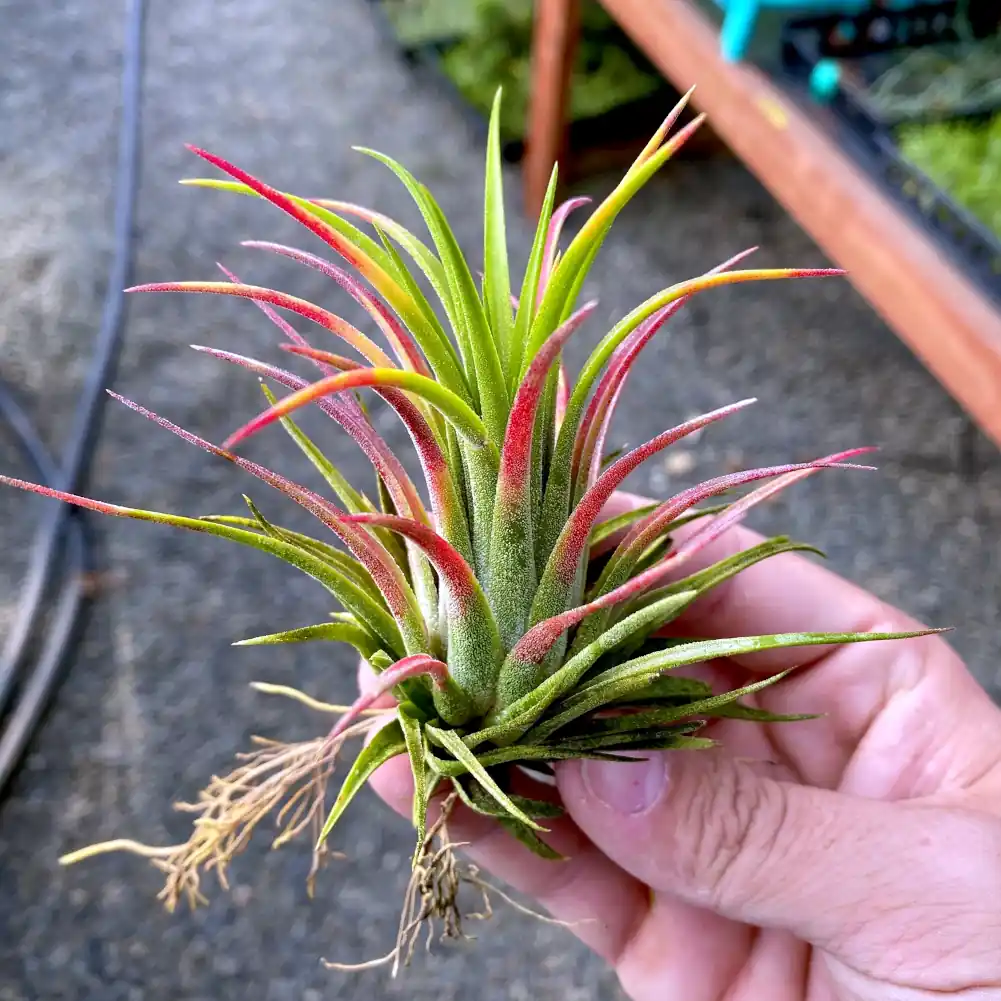 Tillandsia Ionantha Mardi Gras