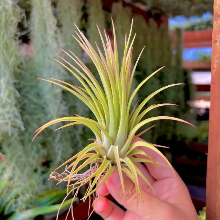 Tillandsia Ionantha Tallboy