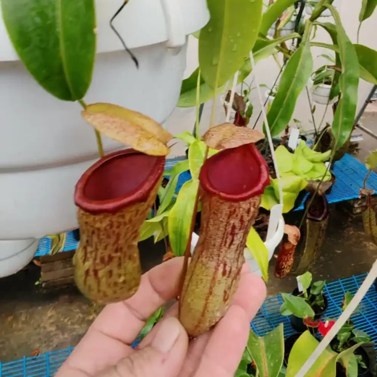 Nepenthes Ventricosa x Campanulata