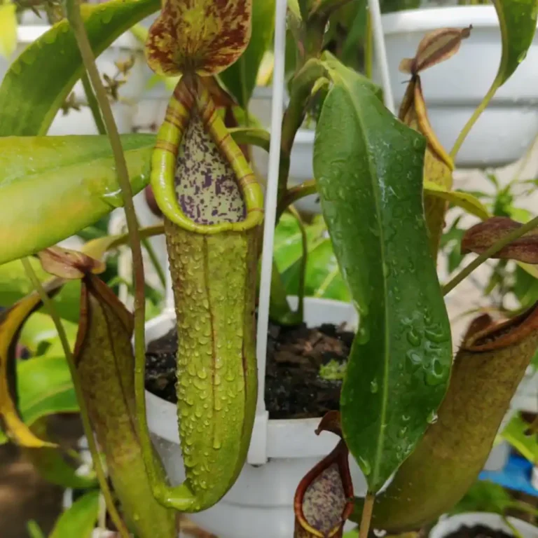 Nepenthes Copelandii