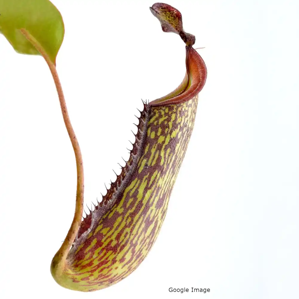 Nepenthes Gentle
