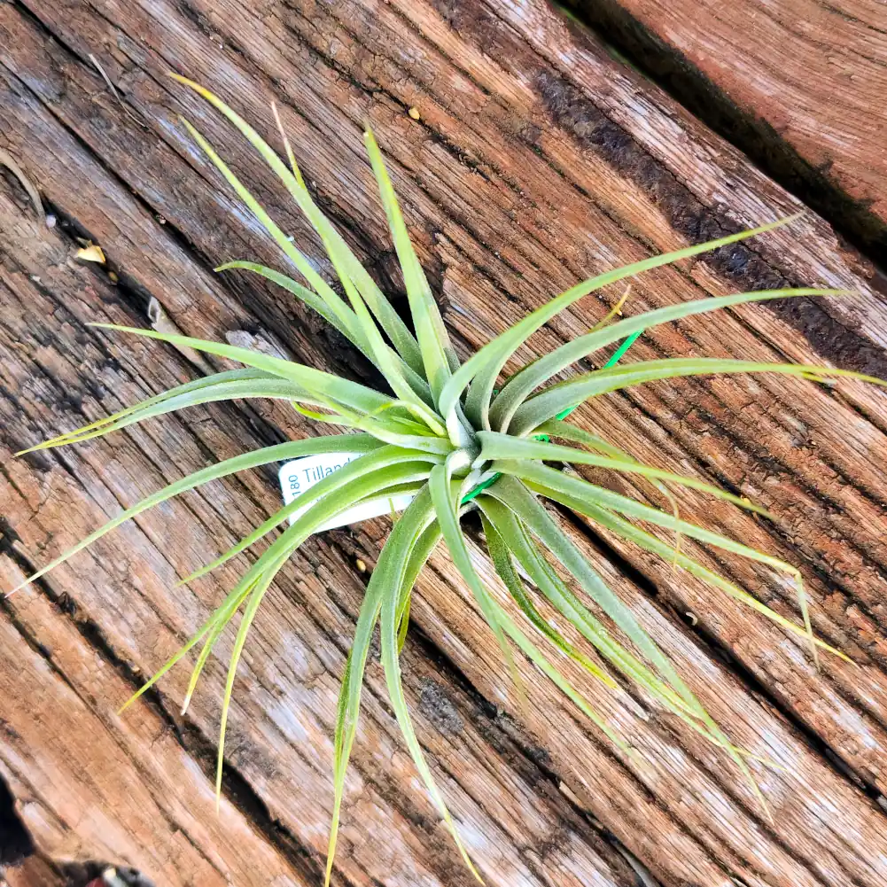 Tillandsia Rectifolia