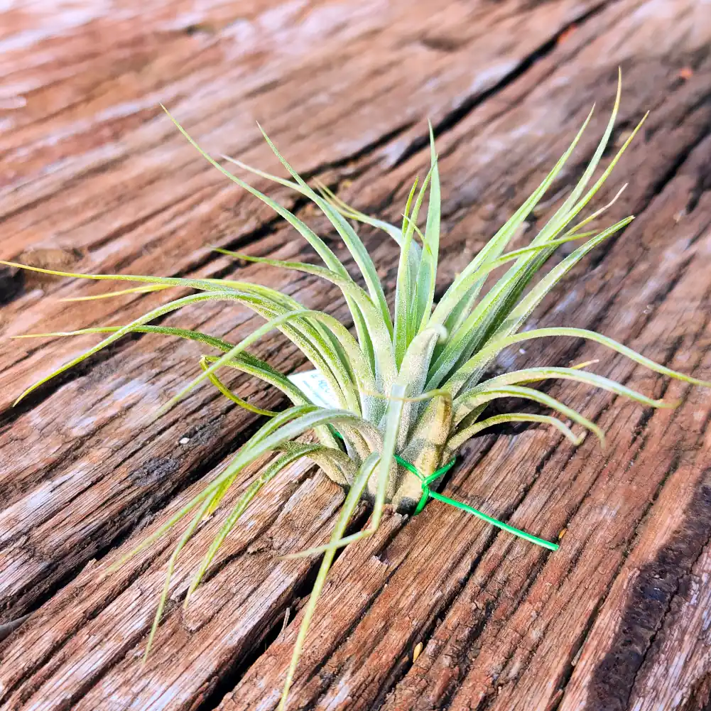 Tillandsia Rectifolia