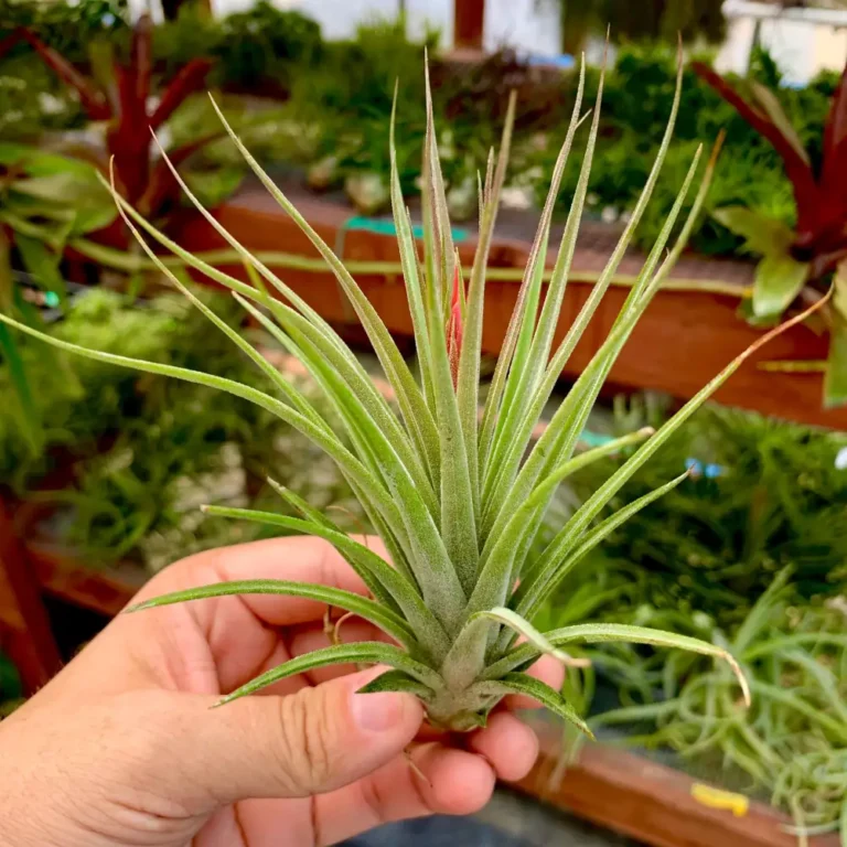 Tillandsia Rectifolia
