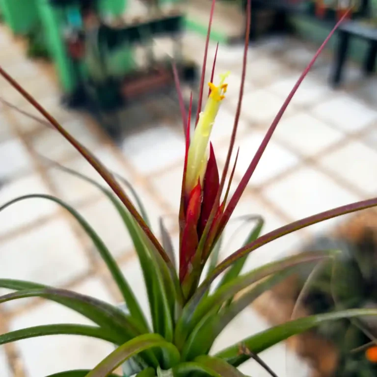 Tillandsia Starburst