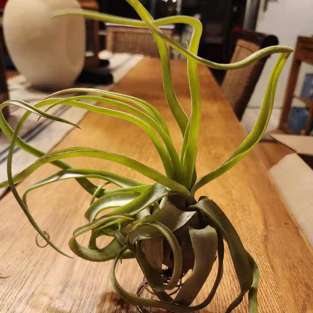 Tillandsia Streptophylla - Image 2