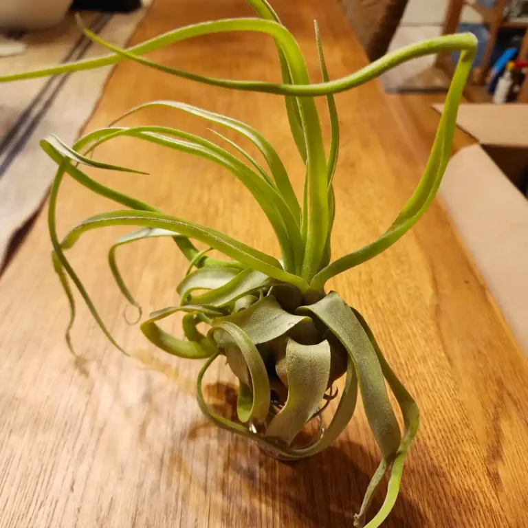 Tillandsia Streptophylla