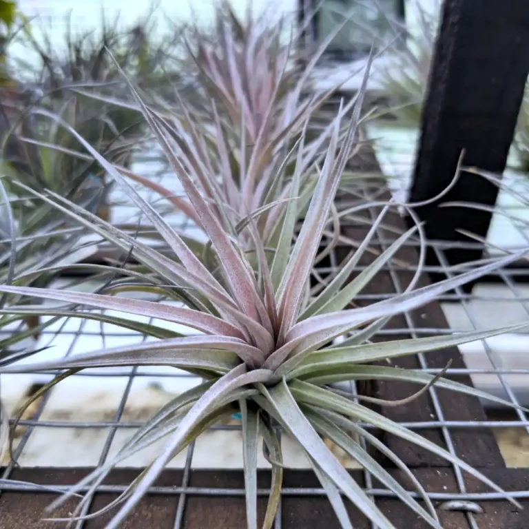 Tillandsia Stricta x Aeranthos