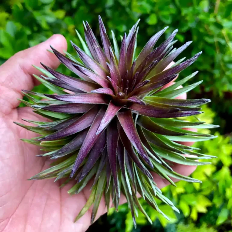 Tillandsia - Tenuifolia 'Purple Fan'