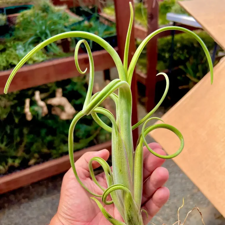 Tillandsia Intermedia