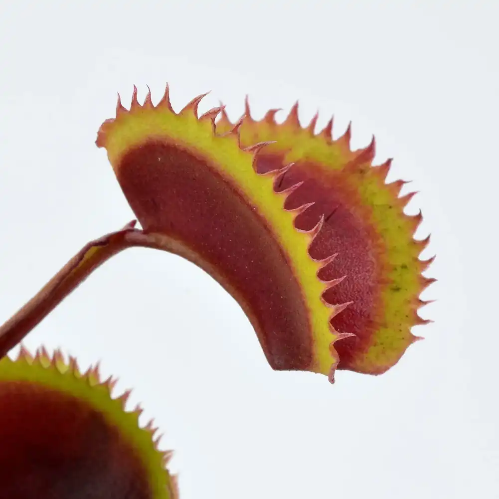 Venus Fly Trap Gold Strike
