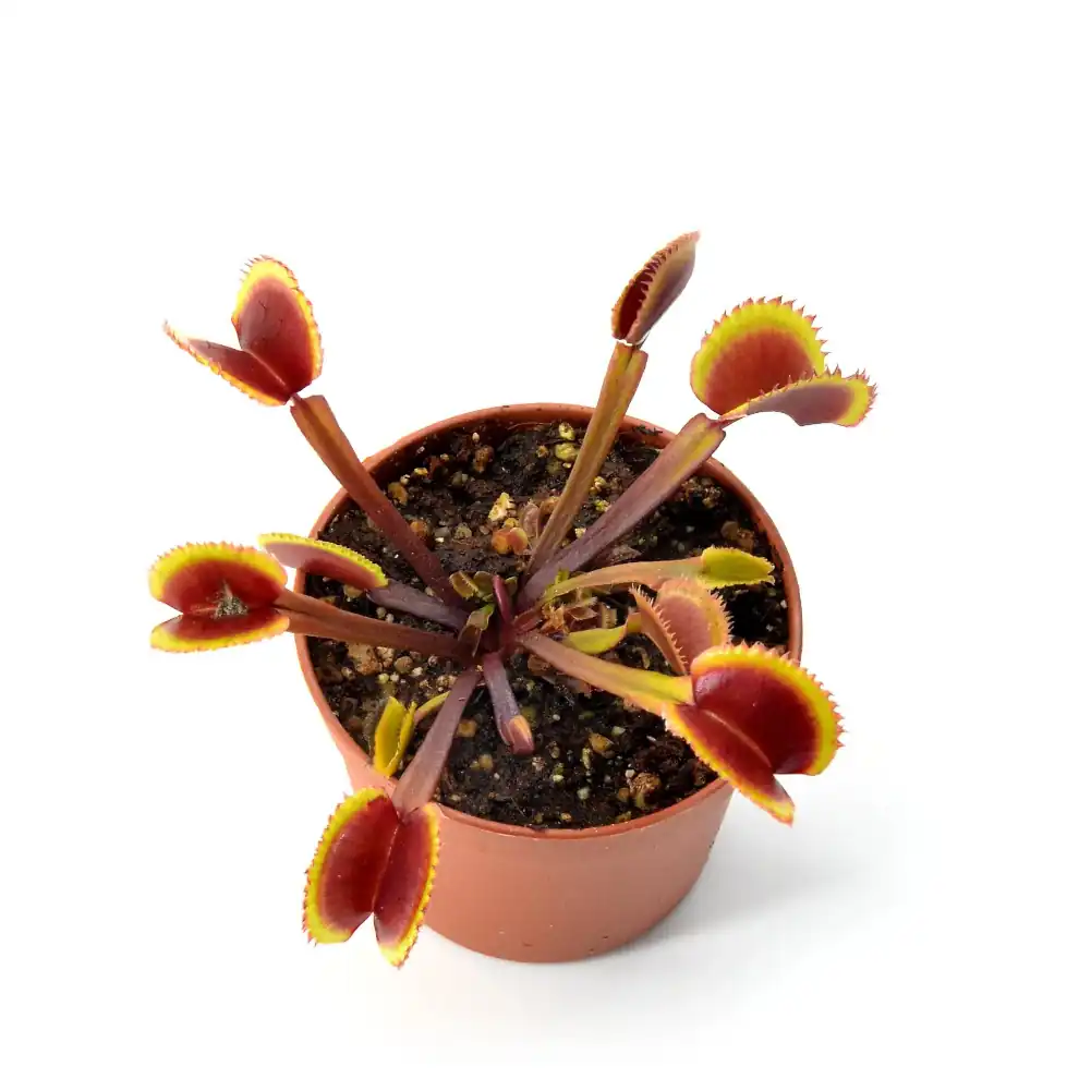 Venus Fly Trap Gold Strike