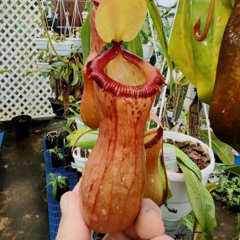 Nepenthes Ventricosa x Burkei