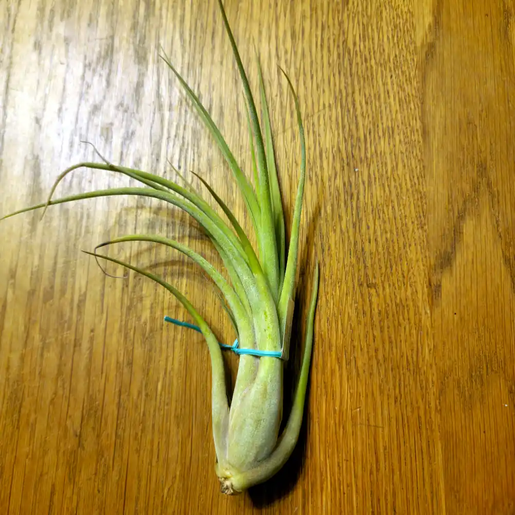 Tillandsia Capitata x Caput Medusae