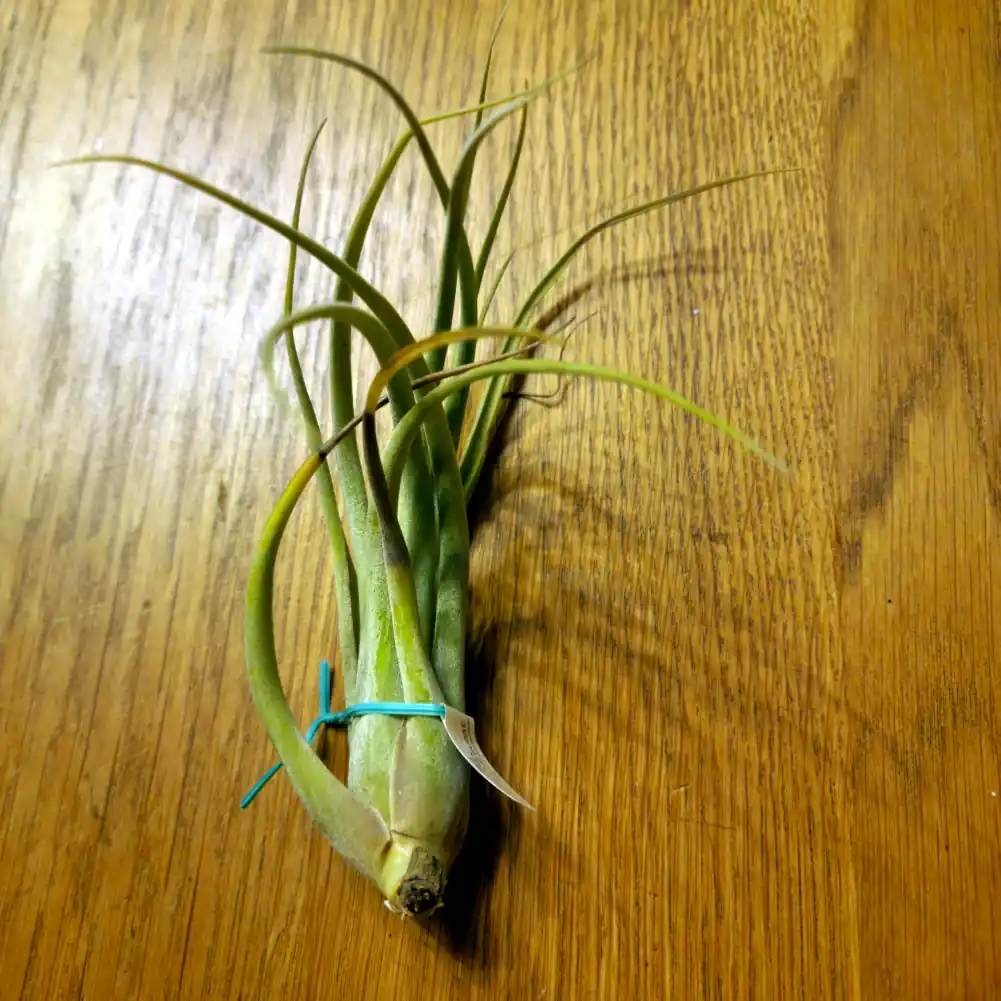 Tillandsia Capitata x Caput Medusae
