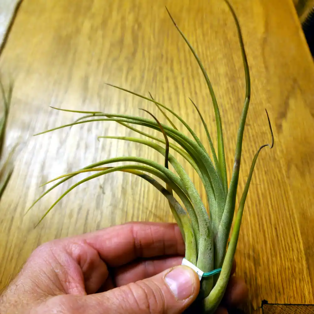 Tillandsia Capitata x Caput Medusae