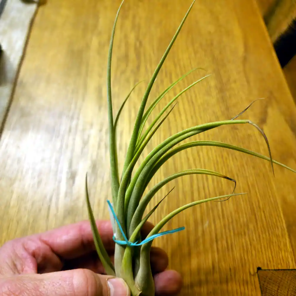 Tillandsia Capitata x Caput Medusae