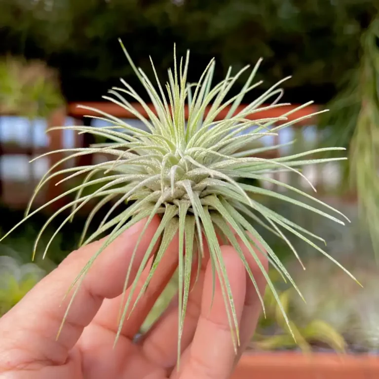 Tillandsia fuchsii var fuchsii