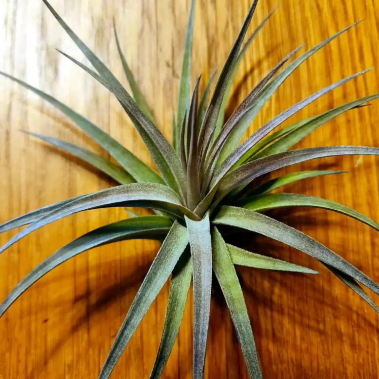 Tillandsia Stricta x Aeranthos
