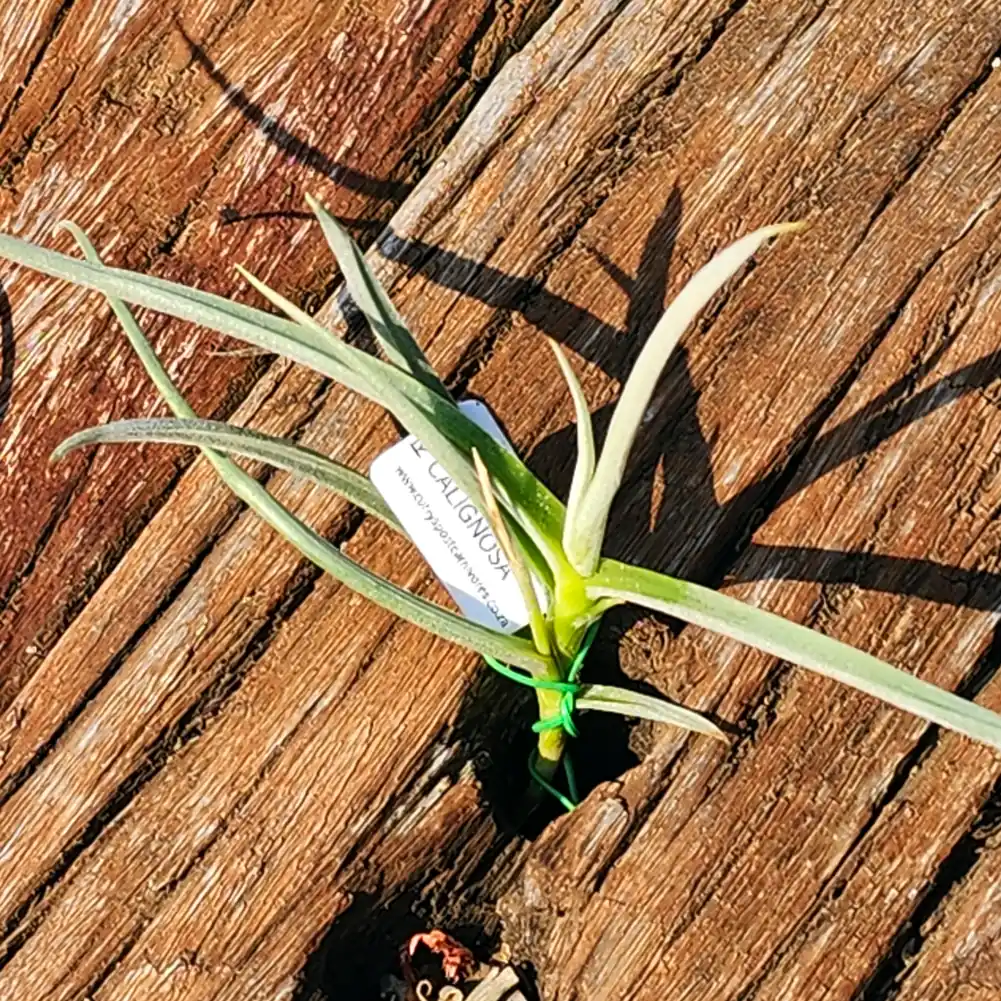 Tillandsia Calignosa