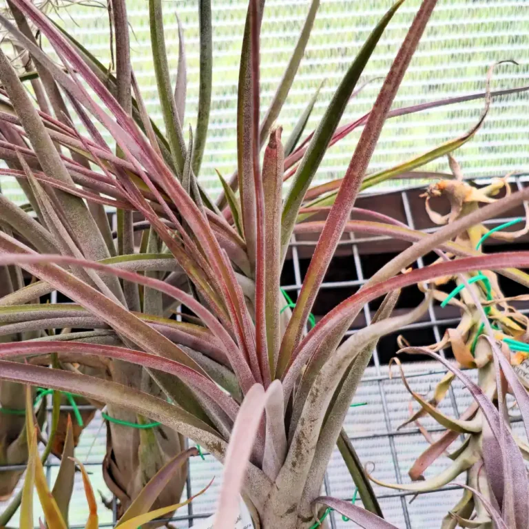 Caput Medusae x Flabellata