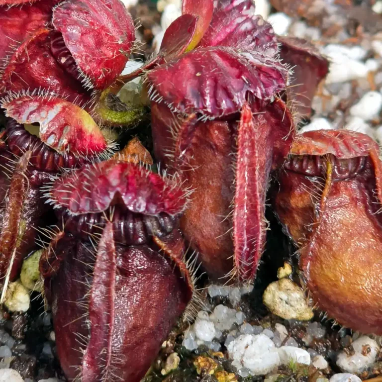 Cephalotus German Giant