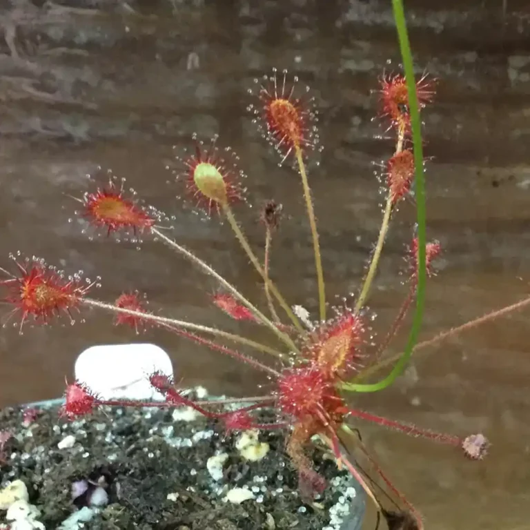 Drosera Affinis