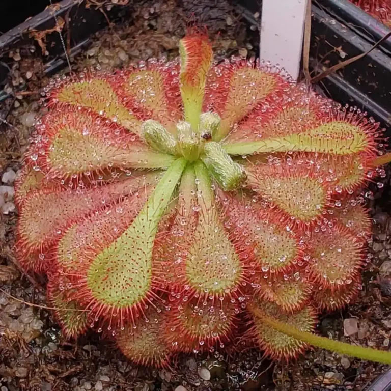 Drosera Natalensis