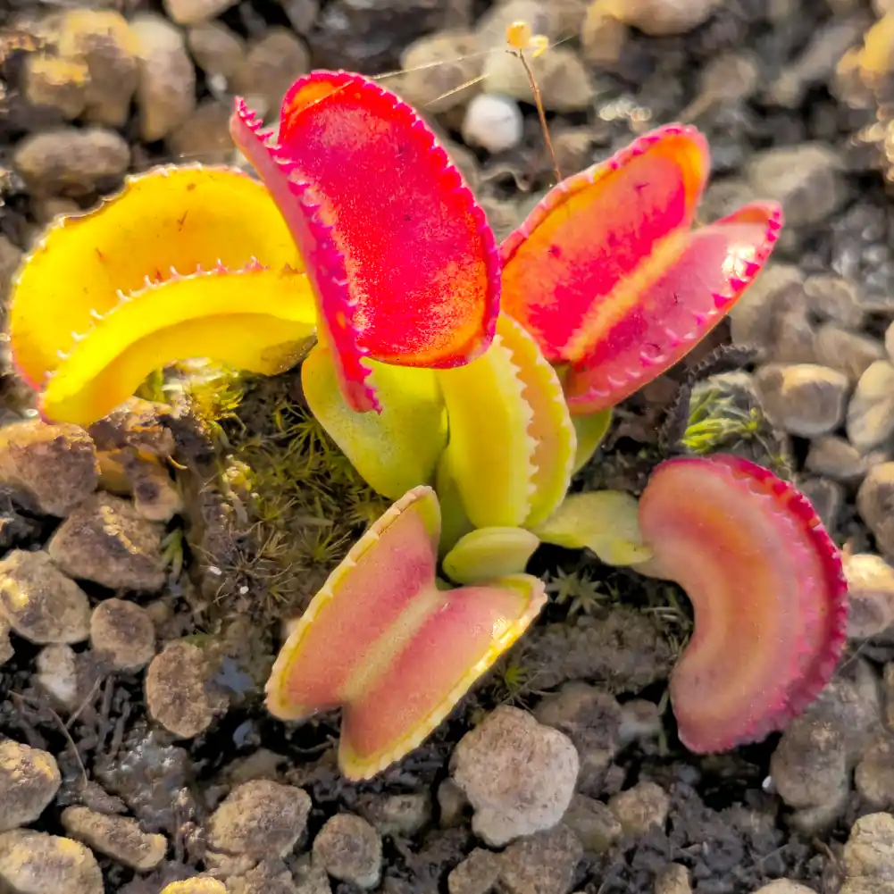 Venus Fly Trap Giant Cudo