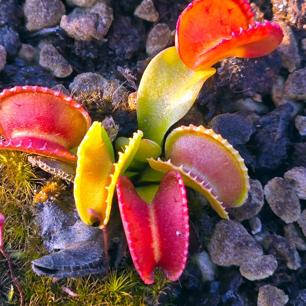 Venus Fly Trap Giant Cudo
