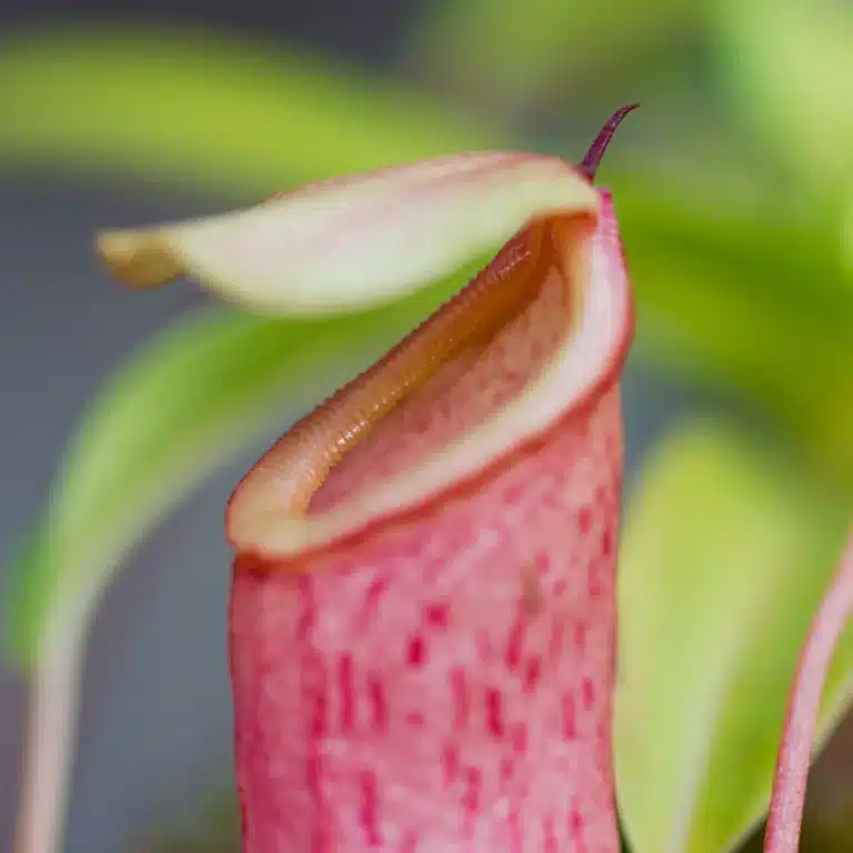 nepenthes "captain hook"