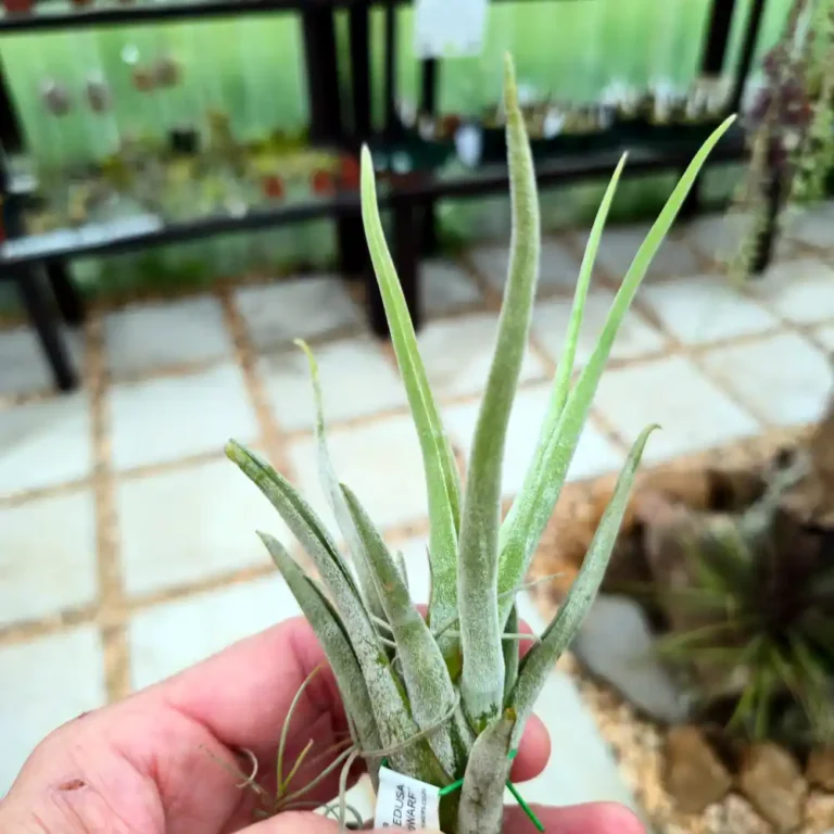 Tillandsia White Dwarf