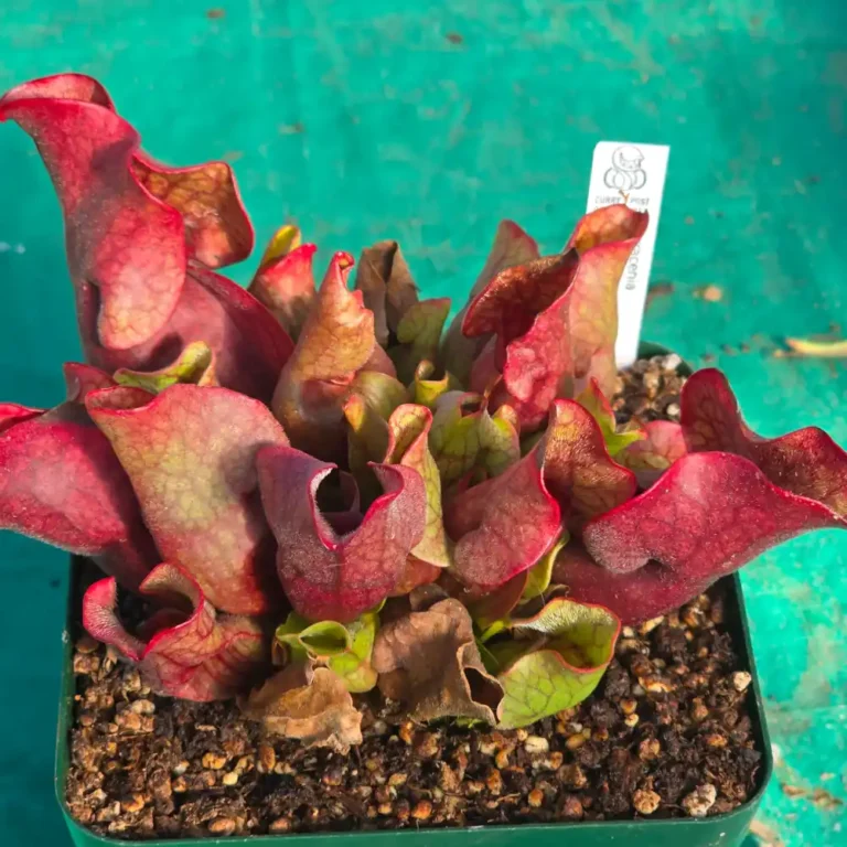 Purpurea Mixed Hybrid