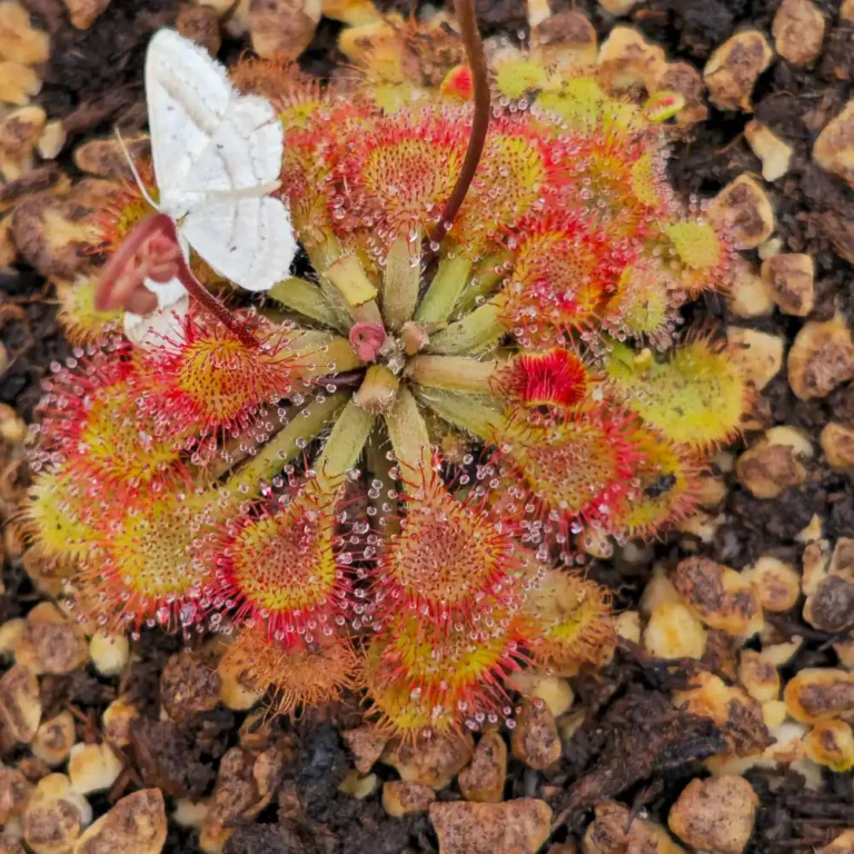 Drosera Lantau Island