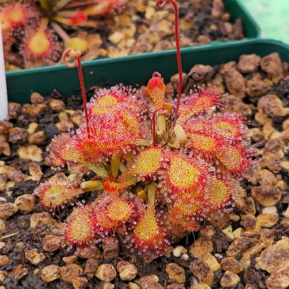 Drosera Lantau Island