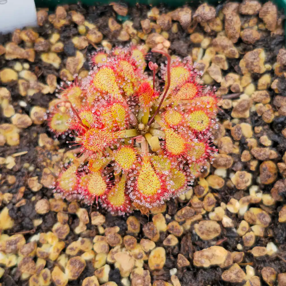 Drosera Lantau Island