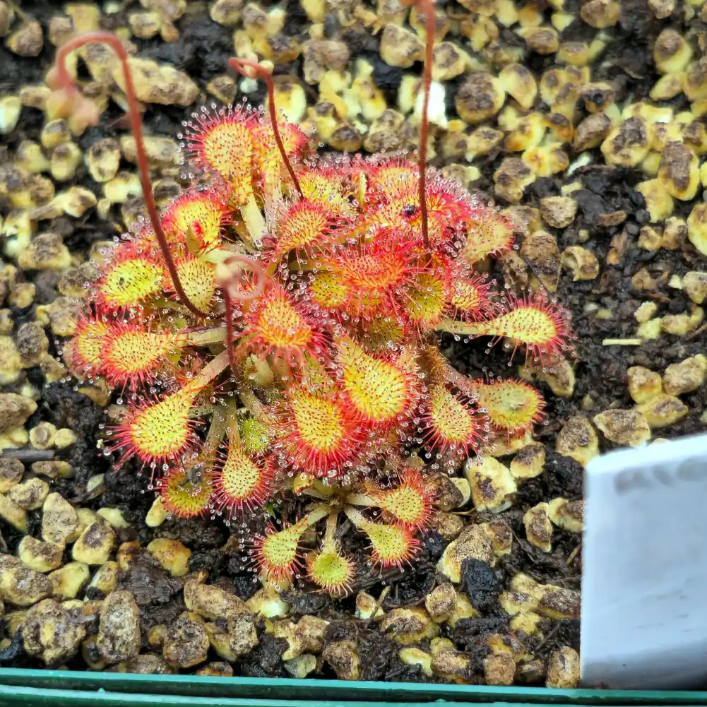 Drosera Lantau Island