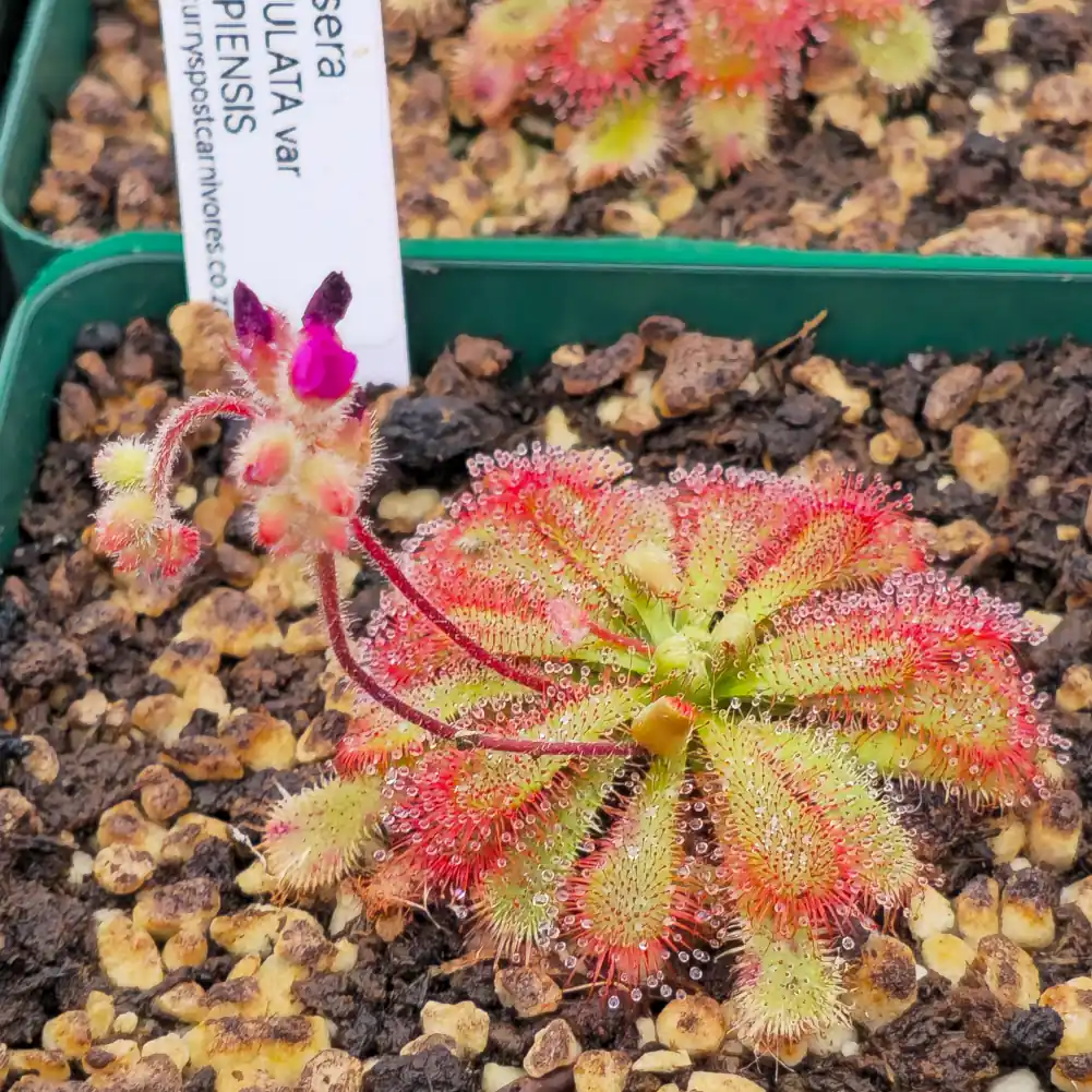 Drosera Spatulata var Gympiensis