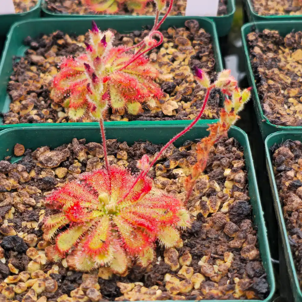 Drosera Spatulata var Gympiensis