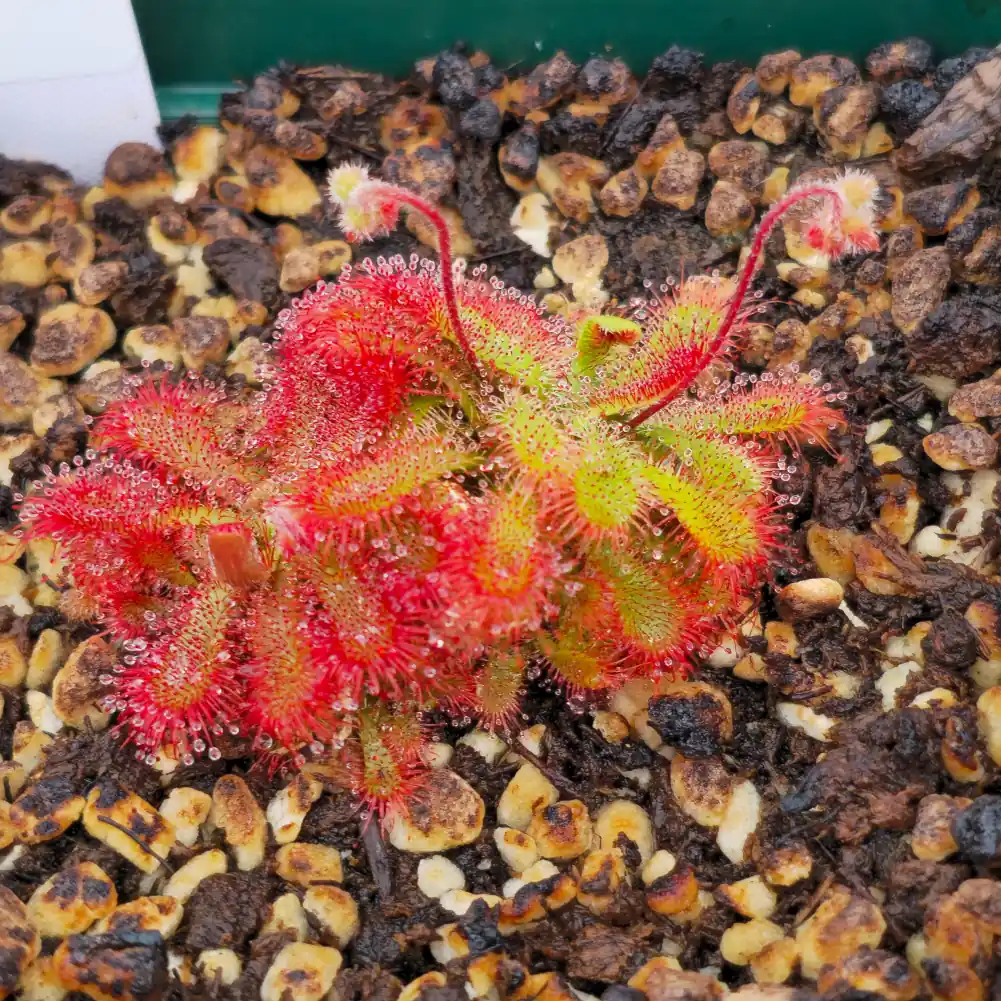 Drosera Spatulata var Gympiensis